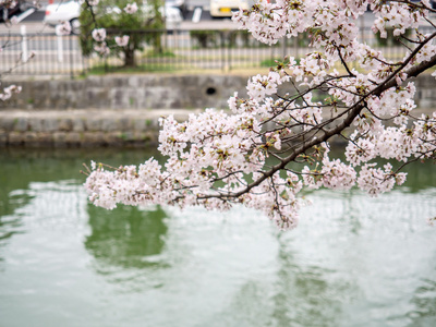 樱花树枝覆盖在运河上图片
