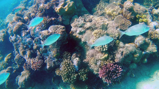 鱼外科 Akantnuridae，鲷和周围明亮的彩色珊瑚礁在红海中，格达，阳光，海浪，在水下游泳