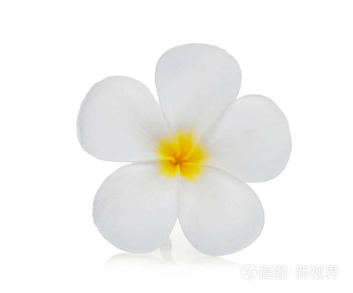 孤立在白色背景上的白色鸡蛋花 鸡蛋 花照片 正版商用图片0rgbdi 摄图新视界