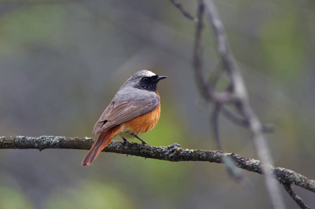 普通鸫 Phoenicurus Phoenicurus 位于天然栖息地繁殖季节的橡树枝上。