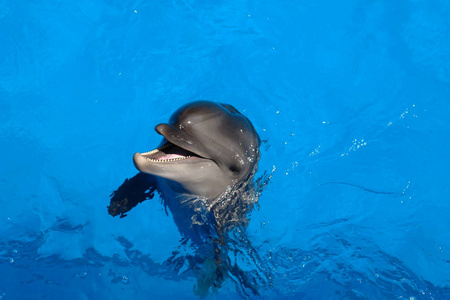 微笑的快乐海豚照片