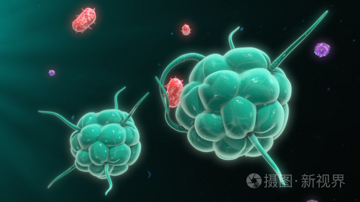 Cell phagocytosis download_Cell phagocytosis stand-alone version_Cell phagocytosis Chinese version