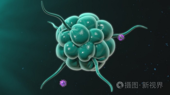 巨噬细胞血液细胞