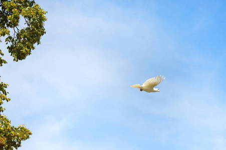 天鸽座几内亚图片