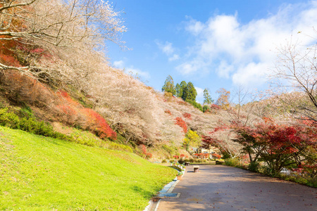 在秋天 Obara 樱花