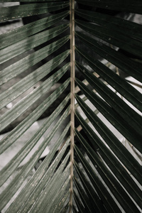 热带棕榈枝