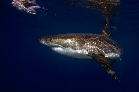 大白鲨准备攻击水下图片