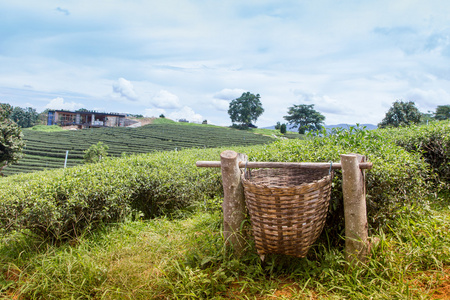 在泰国的茶叶种植园