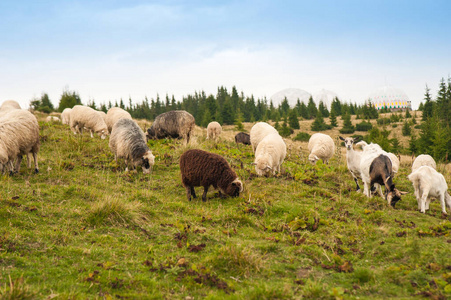 成群的绵羊在山上的绿色牧场上放牧。年轻的白羊和褐色的绵羊在农场上放牧