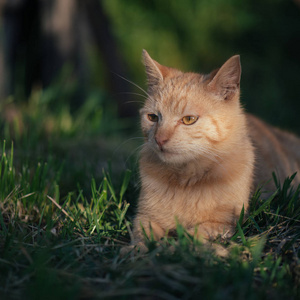 在花园中可爱的猫咪