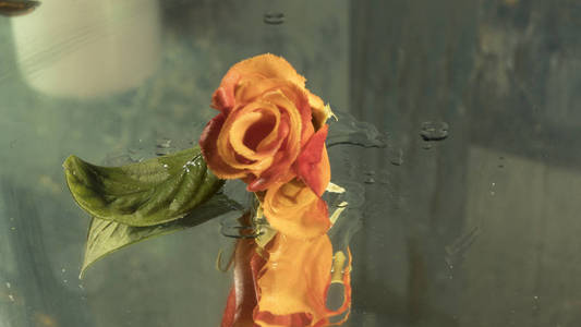 玫瑰和湿反射