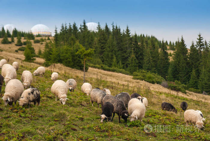 成群的绵羊在山上的绿色牧场上放牧.