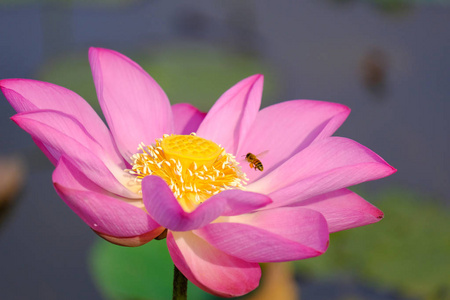 粉红莲花配蜂蜜蜜蜂。密切关注美丽的粉红色莲花与蜜蜂从雌蕊收集蜂蜜。背景是一朵粉红色的莲花, 绿叶和黄莲花在池塘里发芽