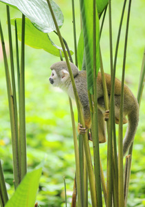 从南美洲丛林松鼠猴