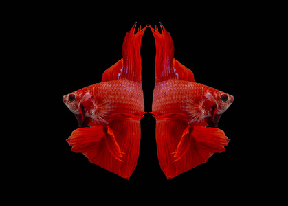 斗鱼, 红鱼黑色背景, 彩色暹罗格斗鱼