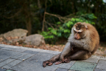 巴厘岛的长尾猴。乌布猴子森林是一个自然保护区和印度教寺庙建筑群在巴厘岛，巴厘岛，印度尼西亚。这些猴子也被称为食蟹猕猴或长尾巴的猕
