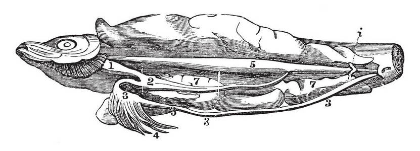 鲱鱼的消化道的各种各样的标签, 复古线图画或雕刻例证