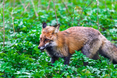 一只狐狸走在城市的春天公园