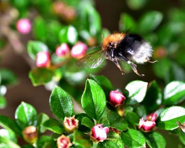 从紫色 Cotoneasterflower 收集花粉的蜜蜂