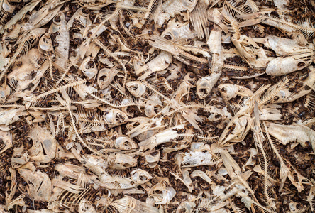 死鱼只剩下的骨头照片