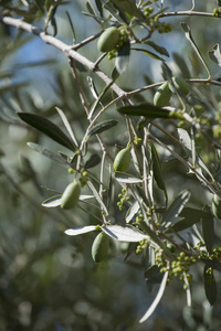 选择性聚焦树上的绿色橄榄细节