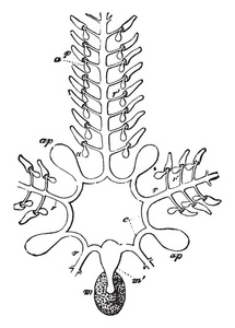 插图显示包括 ampullae 的 ambulacral 系统Polian 泡圆管madreporitemadrepor