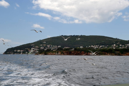 海鸥在伊斯坦布尔的太子岛附近的渡船上飞近人们。