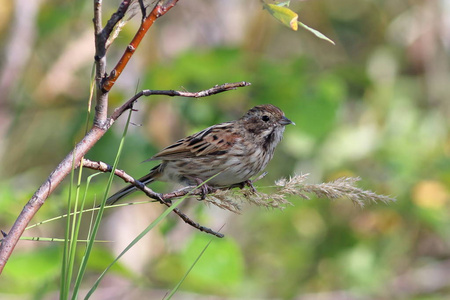 黄喉鹀 schoeniclus。亚马尔半岛半岛夏季末期的芦苇旗