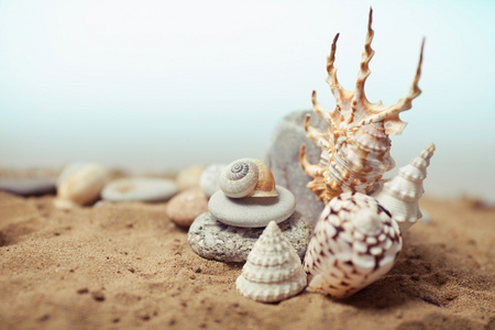 海贝壳砂