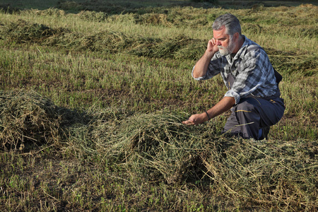 农夫或农艺师在收获和电话讲话以后检查三叶草植物领域