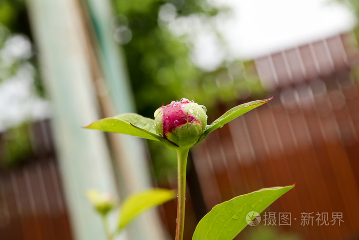 芍药花的蓓蕾 牡丹花的季节照片 正版商用图片0rh8y9 摄图新视界