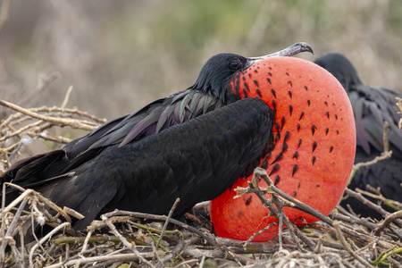 壮观的 Frigatebird Fregata magnificens 在加拉帕戈斯群岛, 厄瓜多尔