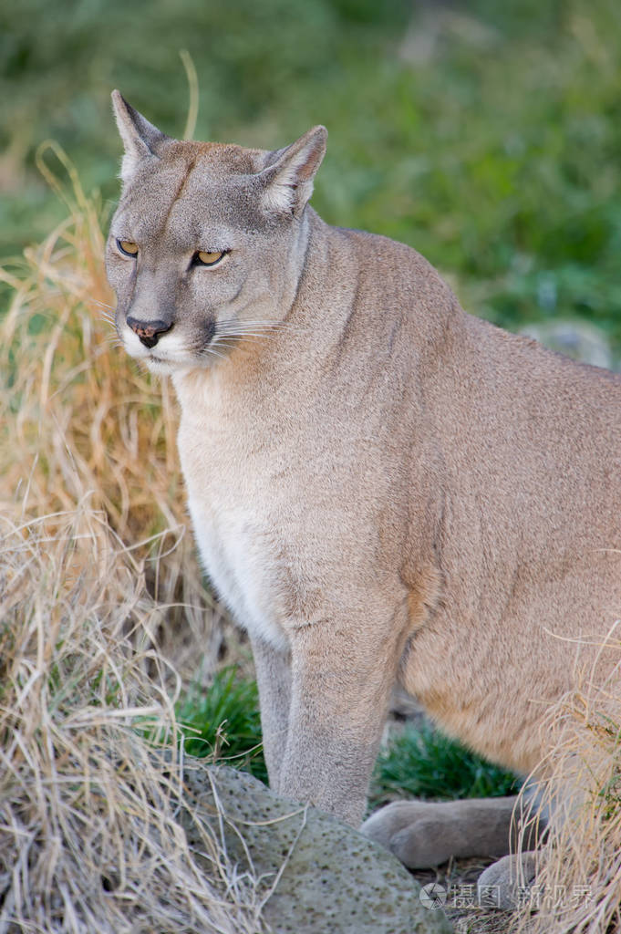 美洲狮或美洲狮在巴塔哥尼亚-美洲狮科罗拉多
