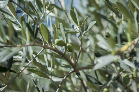 选择性聚焦树上的绿色橄榄细节
