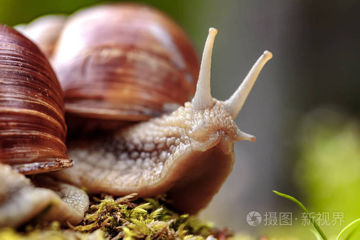 螺旋体形也罗马蜗牛 勃艮第蜗牛 食用蜗牛或蜗牛 是一种大型的 可食用的 呼吸空气土地 螺 陆生的慢性腹足纲软体动物中家庭照片 正版商用图片0rhe76 摄图新视界