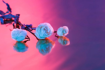 粉红色, 紫色和蓝色的玫瑰花束在明亮的背景与阴影