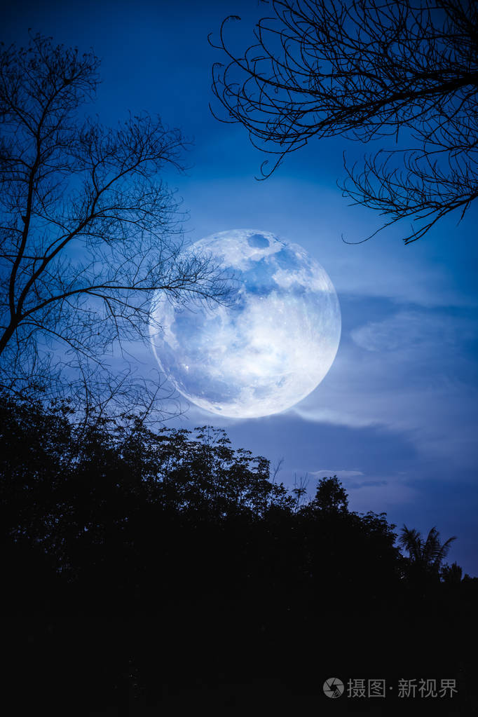 对天空和美丽的超级月亮干树的剪影