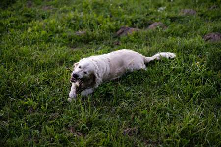 一只快乐的金色猎犬啃着绿空地上的魔杖