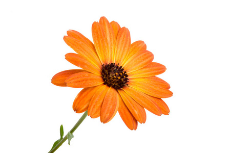 美丽的橙色 osteospermum 或非洲菊花花白色隔离