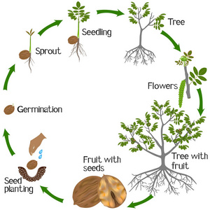 核桃树的生长过程图片图片