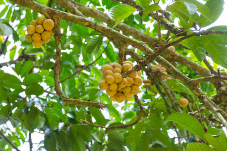 Duku 或 Langsat 或龙工是当地的水果在泰国