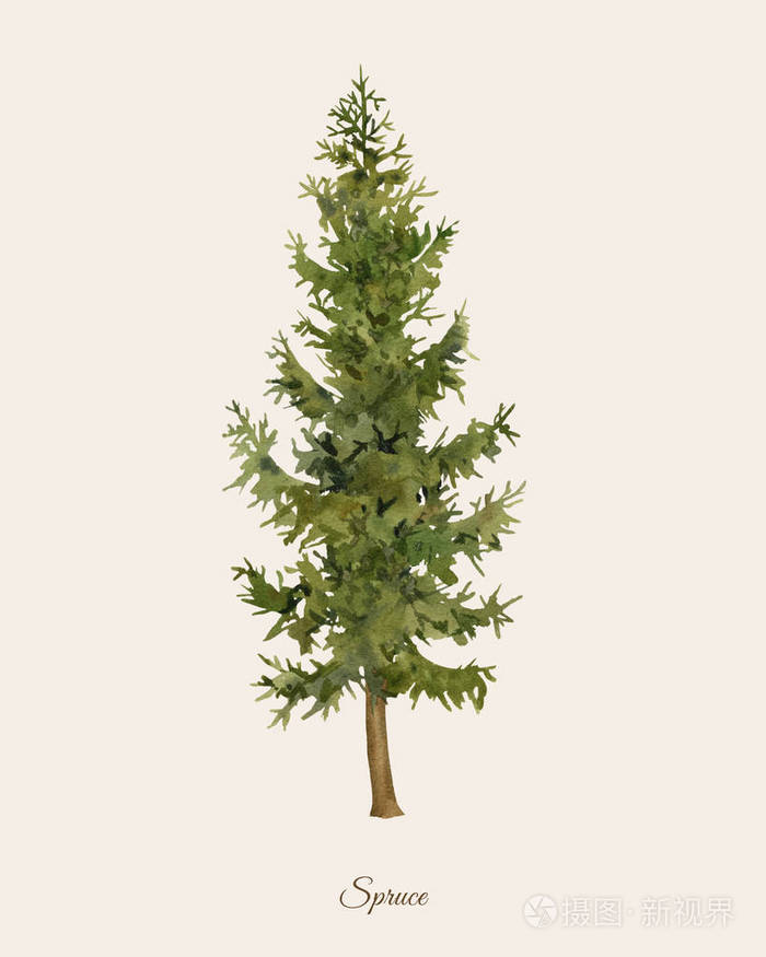 手绘水彩海报与云杉