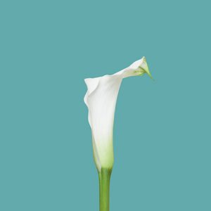 最低背景与白色马蹄莲百合花在蓝色。花卉 blosoom 概念