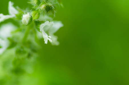 绿色自然背景下白花的软聚焦