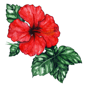 水彩红芙蓉 karkade 热带奇葩植物离体