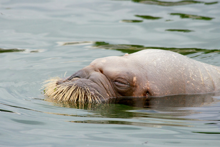 海象Odobenus Rosmarus