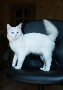 有蓝眼睛和浓密尾巴的白猫