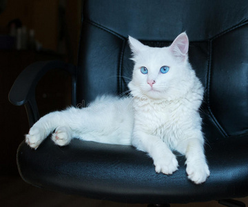 蓝眼睛的白猫