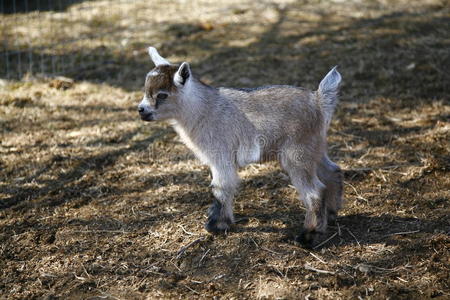 尼日利亚矮山羊照片