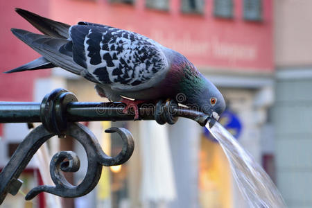 夏天 放松 城市 鸽子 休息 滴水 口渴 可爱的 点心 饮酒